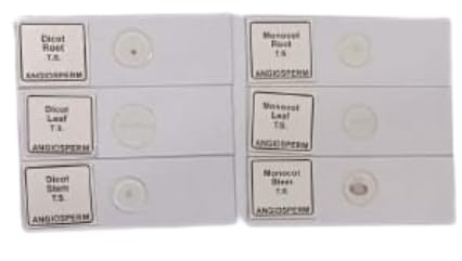 Botany Prepared Slides - Monocot & Dicot Slides (Set of 6) Brand OM Labs-image-45