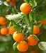 2-3 Year Old Clementine Orange Tree in Grower's Pot, 3 Year Warranty