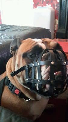 Maulkorb aus leichtem Leder für Englische Bulldoggen und andere kurzschnauzige Rassen