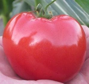 Amazon.com : 25 Dakota Sport Tomato Seeds : Patio, Lawn & Garden