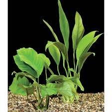 Anubias, Anubias Mix x5 - Plantas Naturales para acuarios