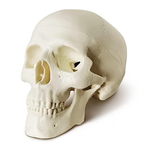 Image of NEW HORIZON Mini Human Skull Model, 6 Part Anatomical Skull is 3.5 inch Tall, with Removable Skull Cap and Moving Jaw, Includes Full Set of Teeth, (6set) Fun Halloween Decorations
