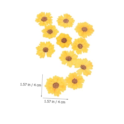 Flores de Margarita Secas Reales para Manualidades Pack 48 miniatura 6