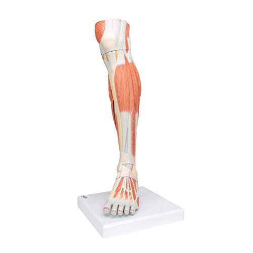 Image of 3B Scientific M22 Lower Muscled Leg w / Knee 3-part - 3B Smart Anatomy