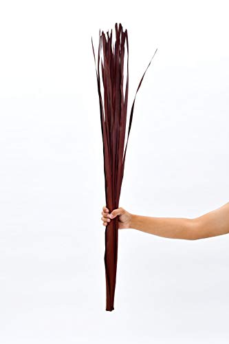 Image of Leewadee Tall Vase Filler , Dried Palm Leaves - 2 Bunches of Colored Decor for Floor Vases, Naturally Dried Arrangements for Vintage Or Modern House Decor, 45 inches, Bordeaux