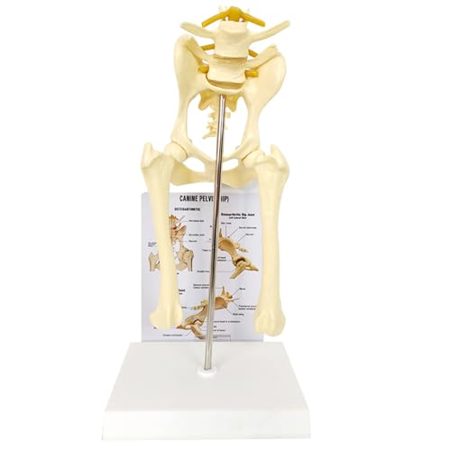 Image of Dog Skeleton Model,Canine Hip Model,Normal Hip Knee Joint Replica for Canine Anatomy for Veterinary Office Educational Tool Organs Model (Canine Hip)