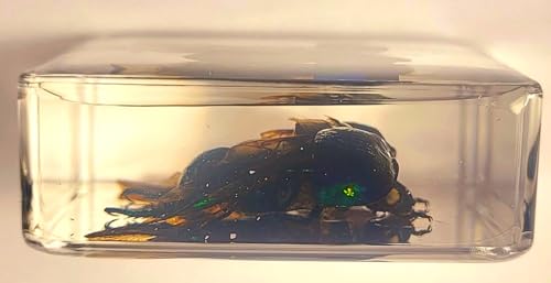 Image of 38mm Real Green Chafer Beetle w /Open Wings in Crystal Clear Lucite Resin Crafts Specimen Preserved Various Animal Insect Bug Taxidermy Collection for Biology Science Education & Desk Ornament Display