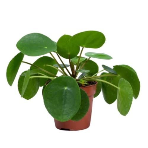 Verdecora Planta China del Dinero | Pilea Peperomioides | Planta natural en maceta de Ø12cm