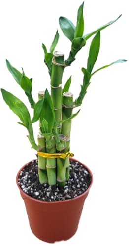 Lucky Bamboo Dracaena - Lucky Bamboo Plants Indoor Live - Feng Sh...