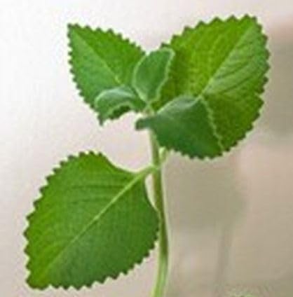 TWO Outdoor Live Organic Herb Plants- Mexican Oregano Live Herbal Plants- Grows to large size bush Outdoor Plant- Young Small Plant Cuttings 3-5 inches