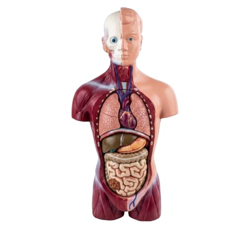 Human Torso Anatomy Model with Detachable Organs 3D Medical Teaching Aid Detailed Internal Body Structure Educational Science Model with Display Base Durable PVC for Biology Study Students Doctors-image-28