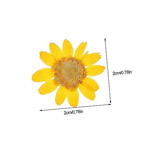 Abaodam 120 Peças Crisântemo Imperador Seco Maníaco As Flores Plantar