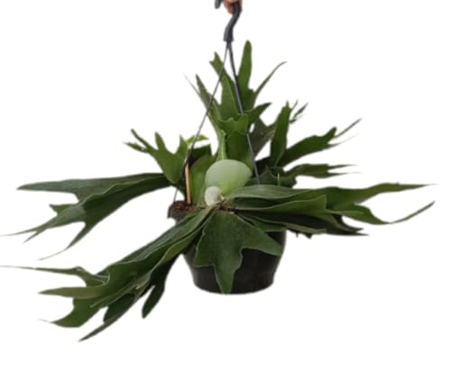 Planta natural de interior Platycerium bifurcatum, altura de 21 cm. Helecho cuerno de arce, frondas ramificadas y porte ornamental colgante. Segura Garden.