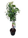 Mandarino Natural Frutal de 1m Cultiva y Disfruta de tus Propias Mandarinas