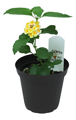 Lantana Camara Natural La Planta que Te Permitirá Crear un Jardín de Flores Variadas