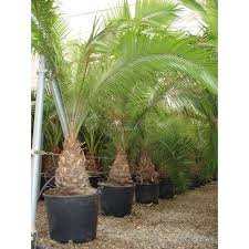 Amazon｜【観葉植物／種子】Phoenix Rupicolaフェニックス・ルピコラ 