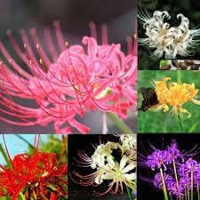 Lycoris Lily/Spider Lily Summer Flower Bulbs For Home Garden pack of 20 bulbs