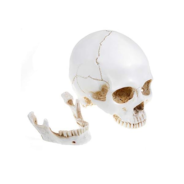 Doc.Royal Realistischer Totenkopf, Maßstab 1:1, menschlicher Totenkopf, Lebensgröße, anatomisch, medizinische… – Bild 6