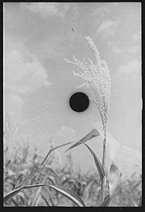HistoricalFindingsPhoto: Tengle Farm,Hale County,Alabama,AL,Farm Security Administration,FSA,5 1
