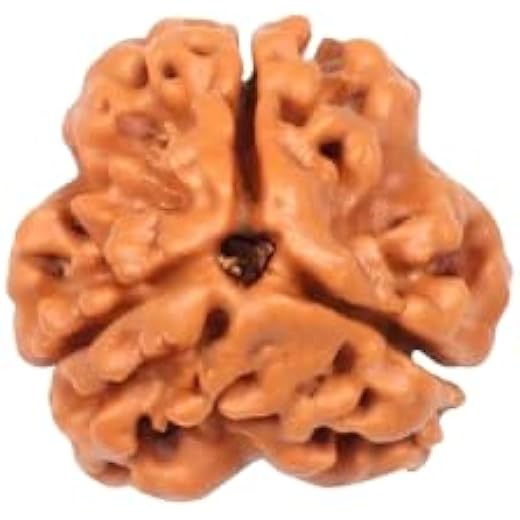 3 Mukhi Rudraksha Bead Pendant