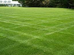 See full amazon price history chart for Mexican grass for lawn,Lwan grass seeds mexican,100% germination (8000 seeds) Mexican grass for lawn,Lwan grass seeds mexican,100% germination (8000 seeds) (B0C89R1143) Amazon Price History, Amazon Price Tracker