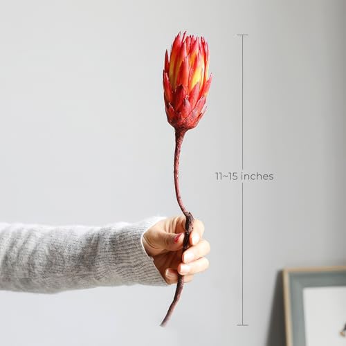 5 flores protea secas para decoración interior miniatura 5