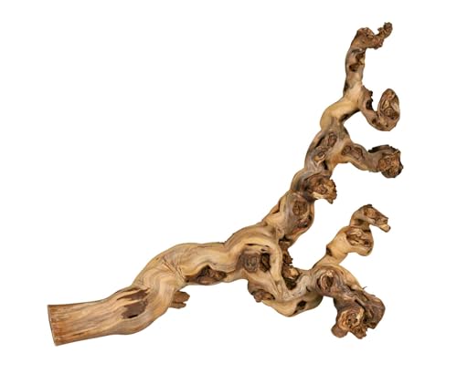 TRIXIE wassergestrahlte Weinrebe - ideal zum Klettern - Reptilien, Vögel, Kaninchen und Kleinnager - zwischen 55 und 75 cm - Naturprodukte können in Größe und Form variieren - 1 Stück - 76171