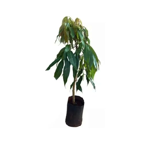 Genérico, Muda de Lichia Alporquia 50 a 80cm AMK - Plantas Online