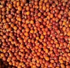Deshi Red Arhar daal seeds, Deshi Toor daal seeds