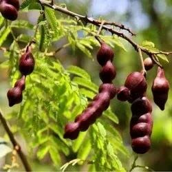 Mphmi Plants Acacia Concinna, Shikakai - Plant Garden Live Plant Nursery Indoor Outdoor Living Plants (B0937LT3Y1) Amazon Price History, Amazon Price Tracker