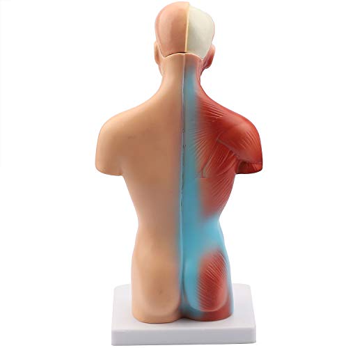 Human Body Model Torso Anatomy Doll 15 Removable Parts Skeleton Visceral Brain with Detailed Manual 10.5inch Height - Thumbnail 6