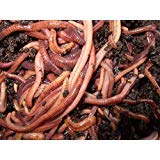 Super Red Wiggler Worms 500 count
