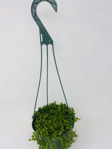 Jmbamboo - Large String Of Pearls Succulent- 6" Hanging Basket - Senecio - Easy To Grow #TOP1