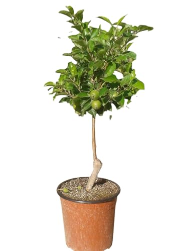 Planta natural Frutal Enano Manzano injertado. Manzana amarilla. Altura 60-70 cm. Ideal para cultivar en maceta y decorar terrazas o jardines pequeños. Segura Garden