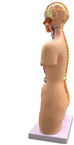 Menschliches Torso-Modell, der Menschen Organs- Menschlicher Torso Körper Artikelnummer- Anatomie Anatomische Medical Innere Organe für