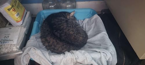 Elevated Cat Bed for Indoor and Outdoor Use - Blue