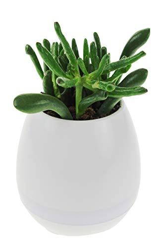 United Entertainment Pot de Fleurs Rechargeable avec Haut-Parleur Bluetooth Blanc