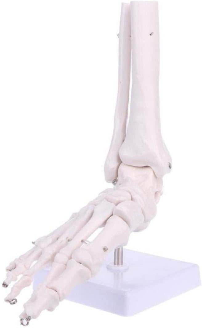 BITWIT Model Foot Skeleton Anatomical Foot Model Ankle Model Human Foot Bones Model Skeleton Foot Model