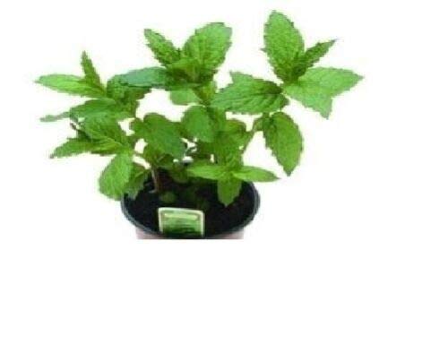 100 Seeds of Herb Peppermint Mentha Piperita