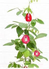 Aparajita seeds all colours red,High germination (20 seeds) (B0CK1TH6Q3) Amazon Price History, Amazon Price Tracker