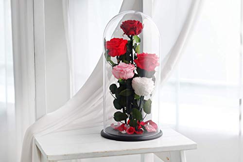 Five Beauty and the beast roses, Live Forever Rose, Enchanted Rose, Rose in glass dome, Forever rose, Rose in Glass, preserved rose, preserved flower, Red rose, Pink Rose, White Rose, Raspberry Rose