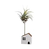 Porte-plantes en bois élégant avec texture de pin, combinant un de décoration d'intérieur fonctionnel pour les expositions de d'intérieur