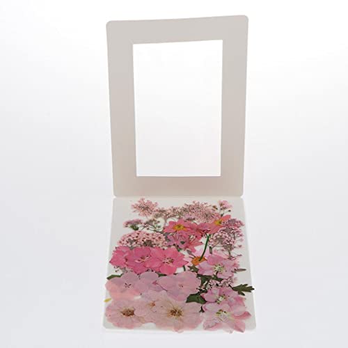 Flores prensadas naturales secas para manualidades miniatura 3