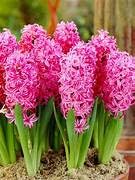 Hyacinth Flower Bulbs Winter Plant Seeds Combo (B0C8JD4R8Y) Amazon Price History, Amazon Price Tracker