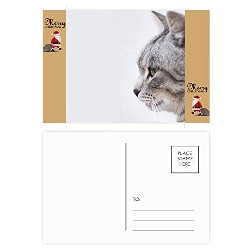 Cartes postales chat de remerciement pour sublimer vos petits mots d'anniversaire en famille