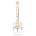 LYOU Mini Spine Anatomy Model, Human Spine Model, Spine Model, 17.7 Inch Mini Spine Model with Spinal Nerves, Pelvis, Femur, Mounted on Base