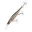 Copper Shad
