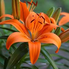 Bulbs Oriental Lily Flower Bulbs Fragrant Orange Colour For Home Gardening Pack of 5 Bulbs-image-17