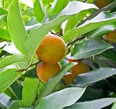 Questa Nursery Gab Fruit Plant (Diospyros malabarica) (B0D3TRJRYL) Amazon Price History, Amazon Price Tracker