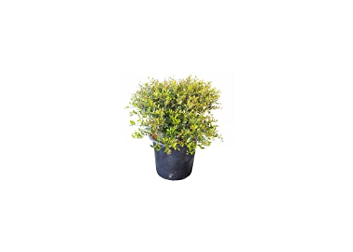 Dwarf Yaupon Holly | 1 Live Gallon Size Plant | Ilex Schilling Stokes Vomitoria | Evergreen Drought Tolerant Low Maintenance Hedge Shrub